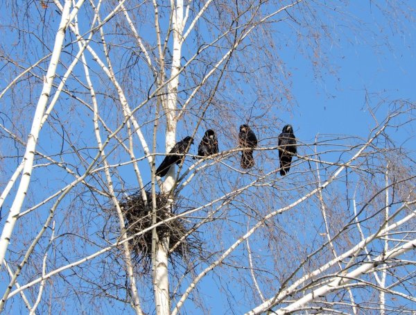 Прилетают перелетные птицы Ласточка