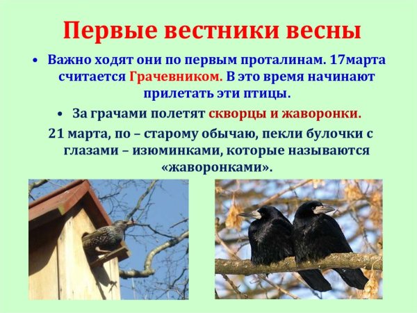 Интересные факты о Грачах