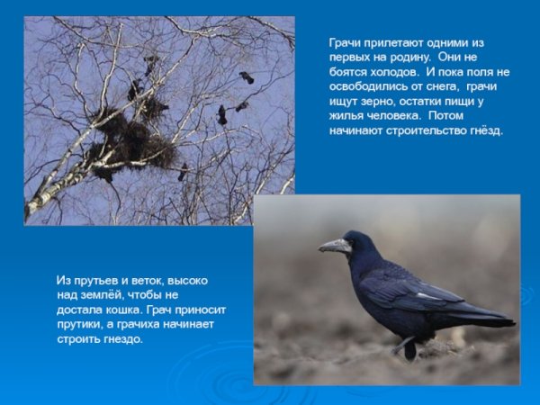 Гнезда грачей и ворон