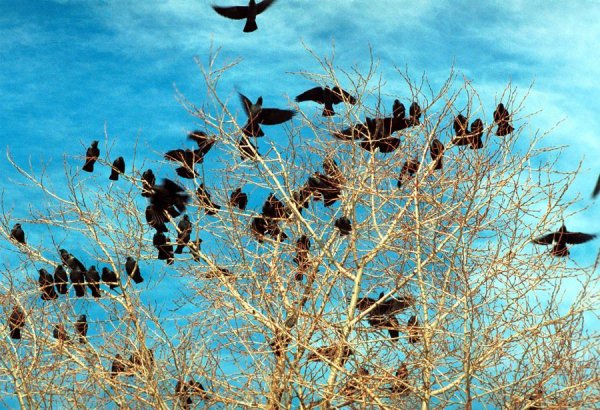 Грачи на Березе