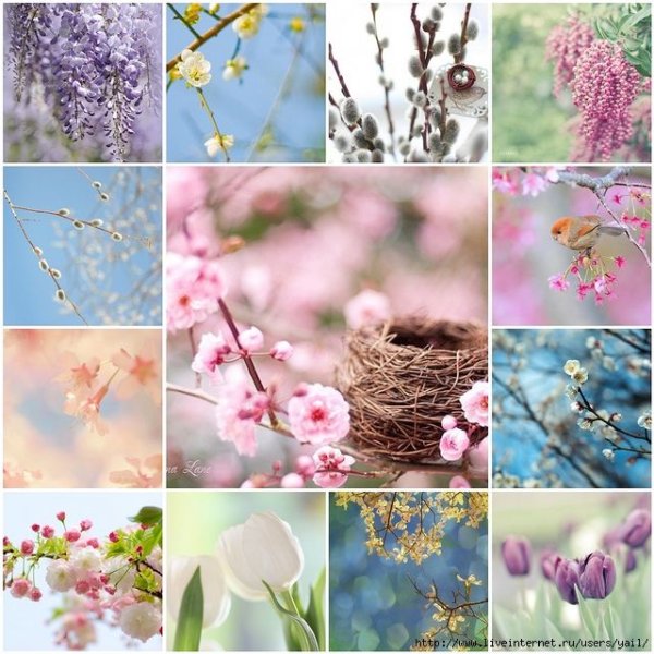 Коллаж весенних цветов