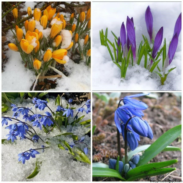 Весна подготовительная группа