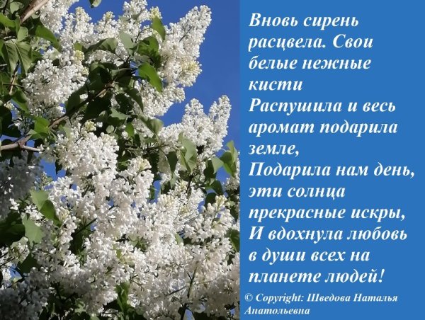 Стихи про сирень