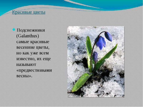 Стих про Подснежник