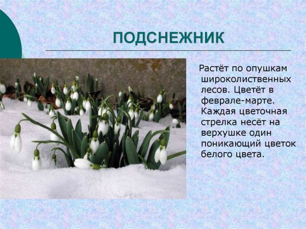 Загадка про Подснежник для детей