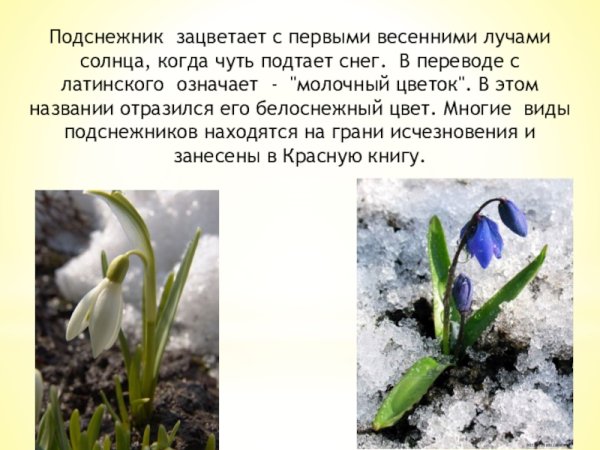 Берегите цветы