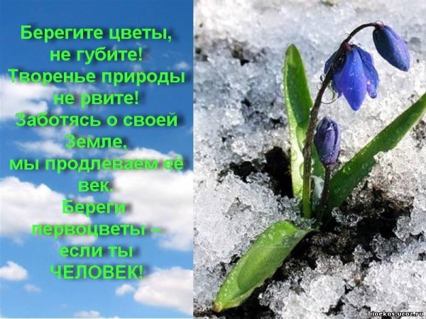 Сакура на фоне неба