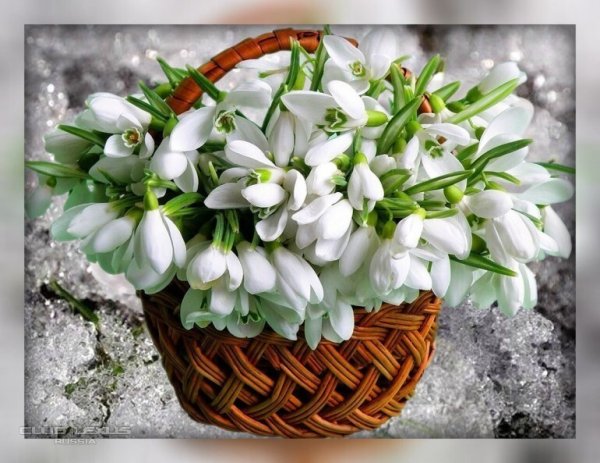 Нежный букет