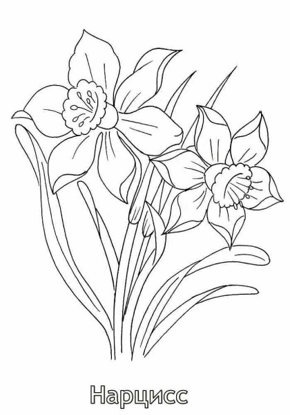 Тюльпан Шренка