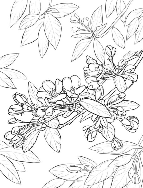 Цветы. Раскраска