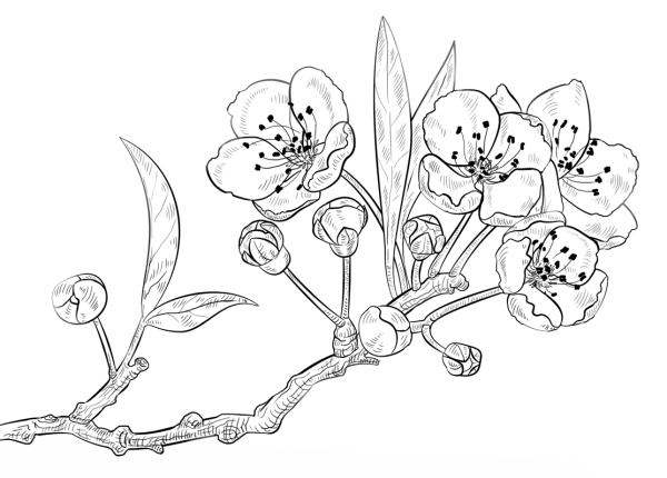 Цветочная Поляна раскраска для детей