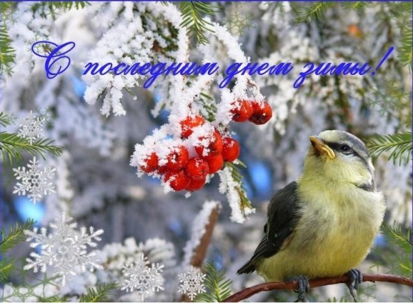 Птицы в снегопад