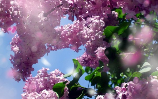 Весна сирень