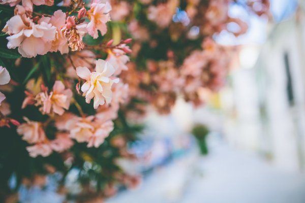 Весна Эстетика