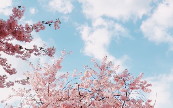 Сакура на фоне неба