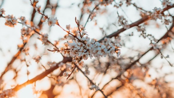 Ранняя Весна Эстетика