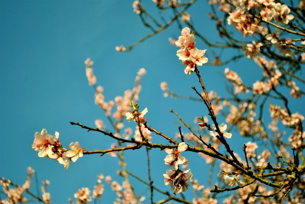 Спринг блоссом Эстетика