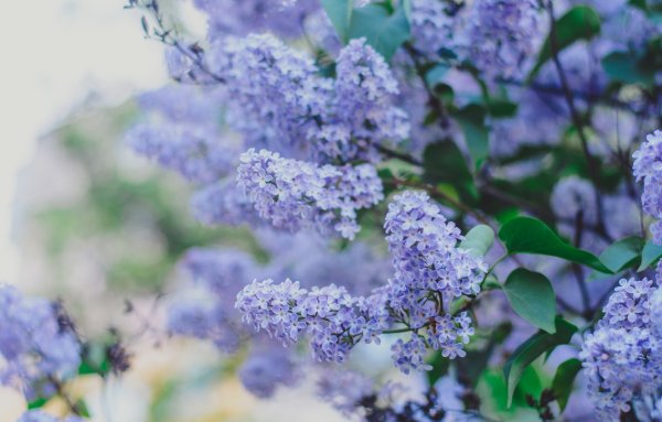 Синяя сирень