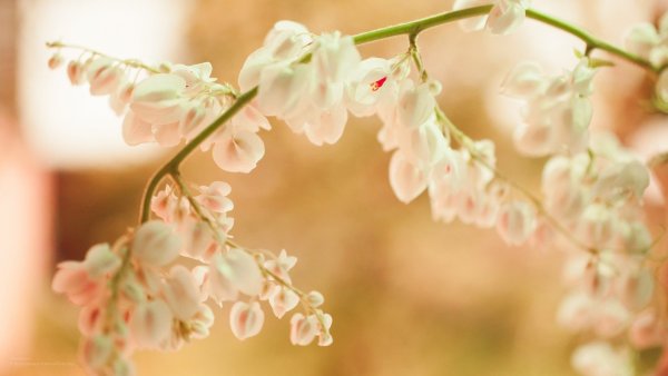 Нежные цветы на заставку