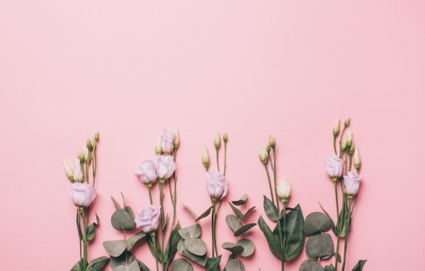 Цветы на однотонном фоне