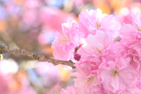 Розовая вишня