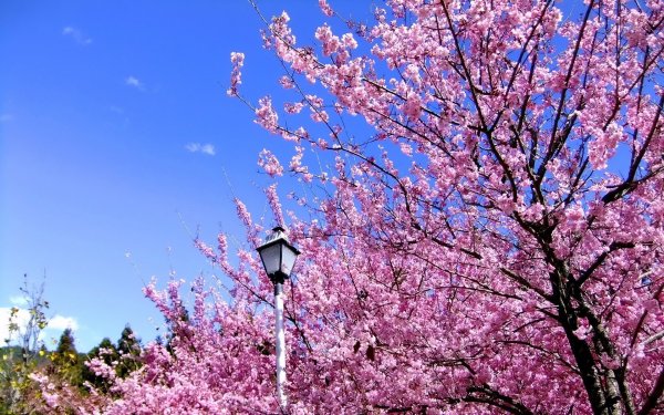 Сакура японская вишня