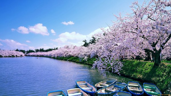 Япония Сакура