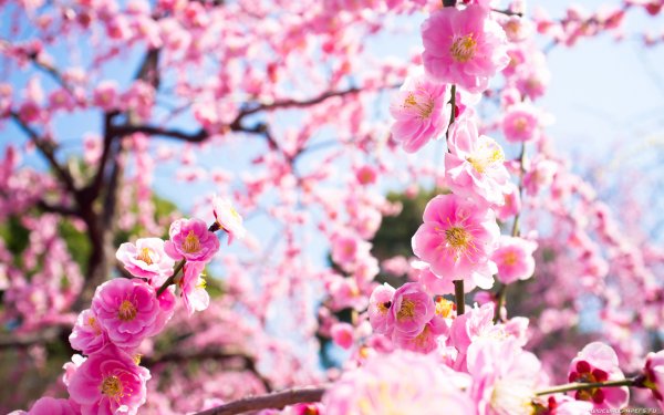 Цветы Сакуры