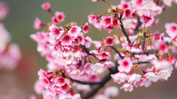 Красивое Весеннее дерево