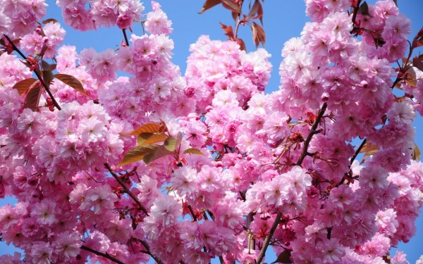 Сакура черри блоссом фон