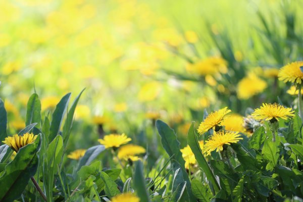 Поле одуванчиков