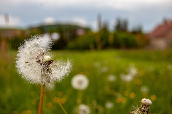 Одуванчик красноплодный