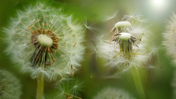 Одуванчик макро