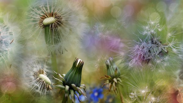Весна одуванчики