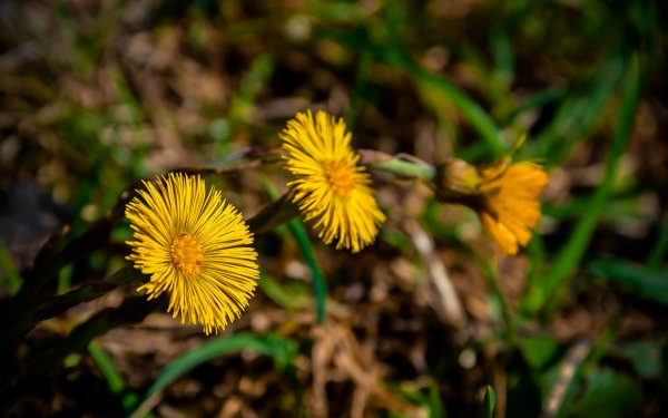 Мать-и-мачеха и одуванчик