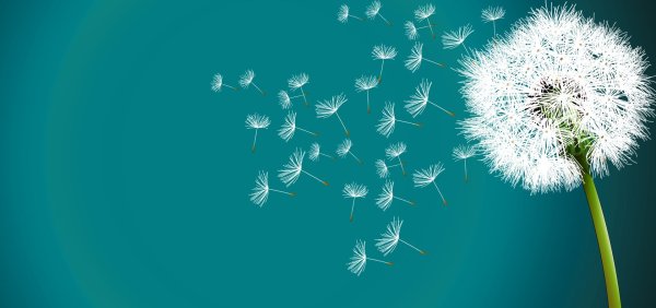 Одуванчики Геншин