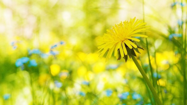 Лето солнце одуванчики