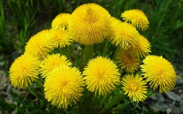 Одуванчик полевой корень