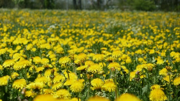 Одуванчиковое поле жёлтое