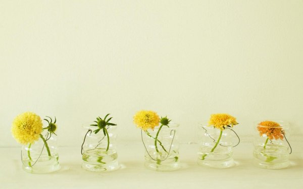 Цветы Минимализм