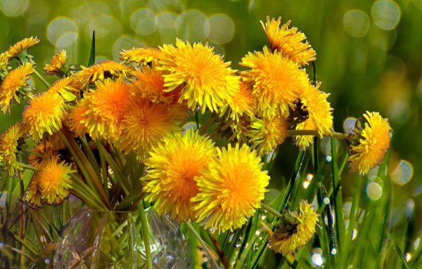 Охапка одуванчиков
