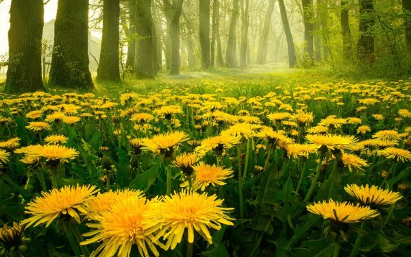 Одуванчиковый Джин