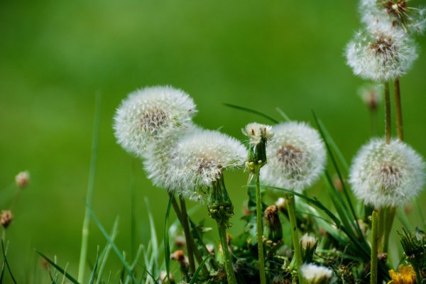 Taraxacum pseudoroseum