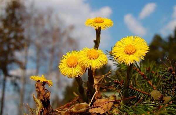 Поляна одуванчиков