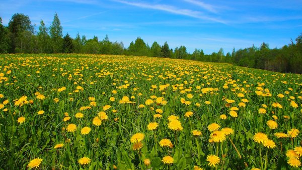 Весна одуванчики