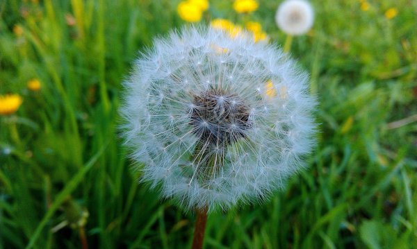 Летний луг с одуванчиками