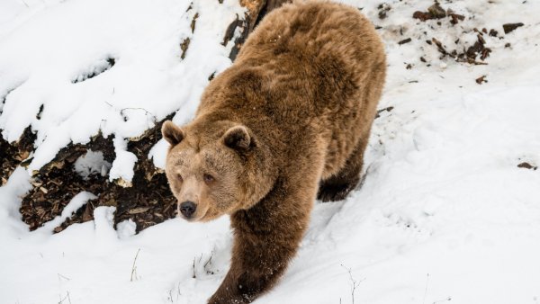 Медведь просыпается весной