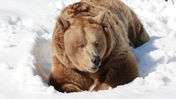 Николай Зиновьев фотограф дикой природы