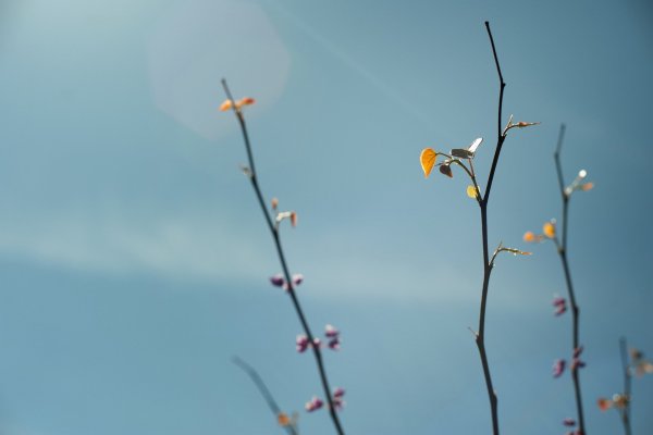 Весенний Минимализм