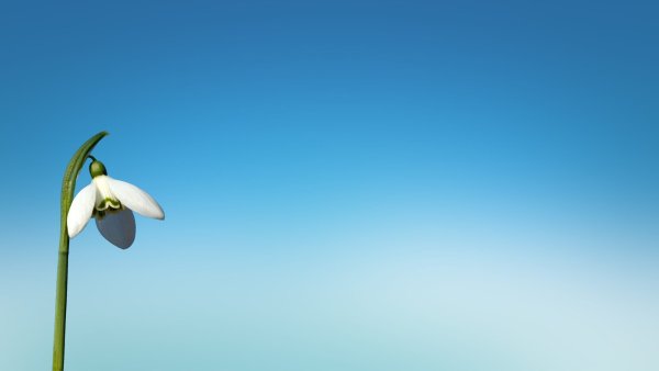 Подснежники фон